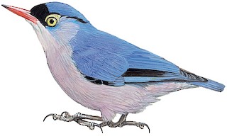 Sitta frontalis palawana