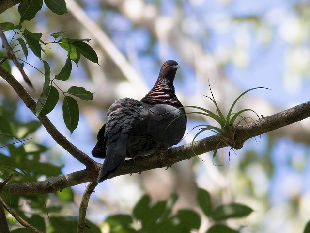 Scaly-naped Pigeon - ML35305311