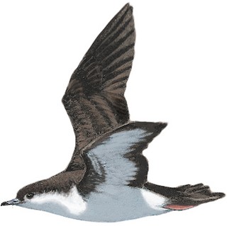 Puffinus lherminieri lherminieri
