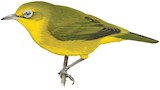 Lemon-bellied White-eye Illustration