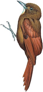 Dendrocincla merula bartletti