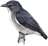 Spectacled Flowerpecker Illustration