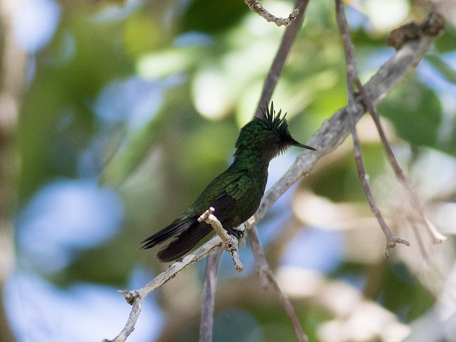 Antillean Crested Hummingbird - ML35305911