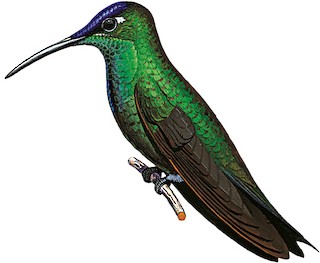 Heliodoxa leadbeateri parvula