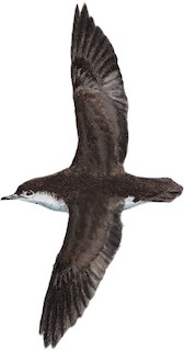 Puffinus lherminieri lherminieri