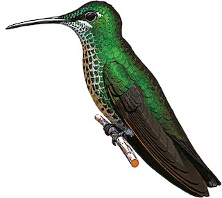 Heliodoxa leadbeateri parvula