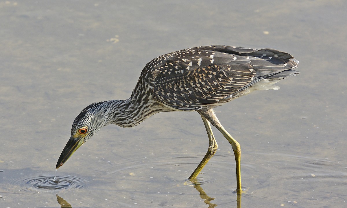 Yellow-crowned Night Heron - Patrick  Leary