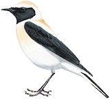 Eastern Black-eared Wheatear Illustration