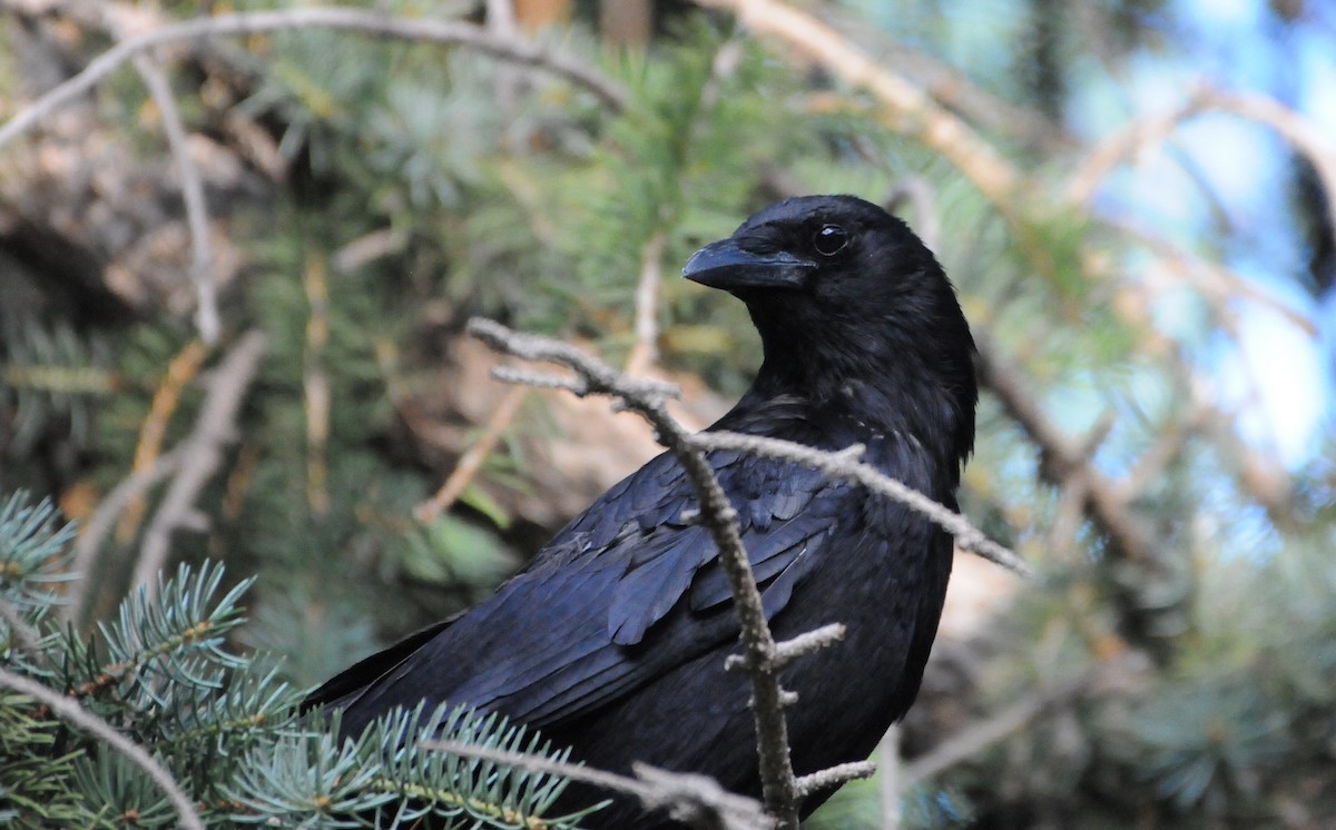Common Raven - Jim Highberger