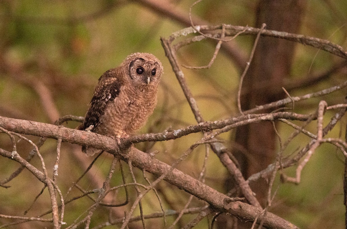 Himalayan Owl - ML353064081