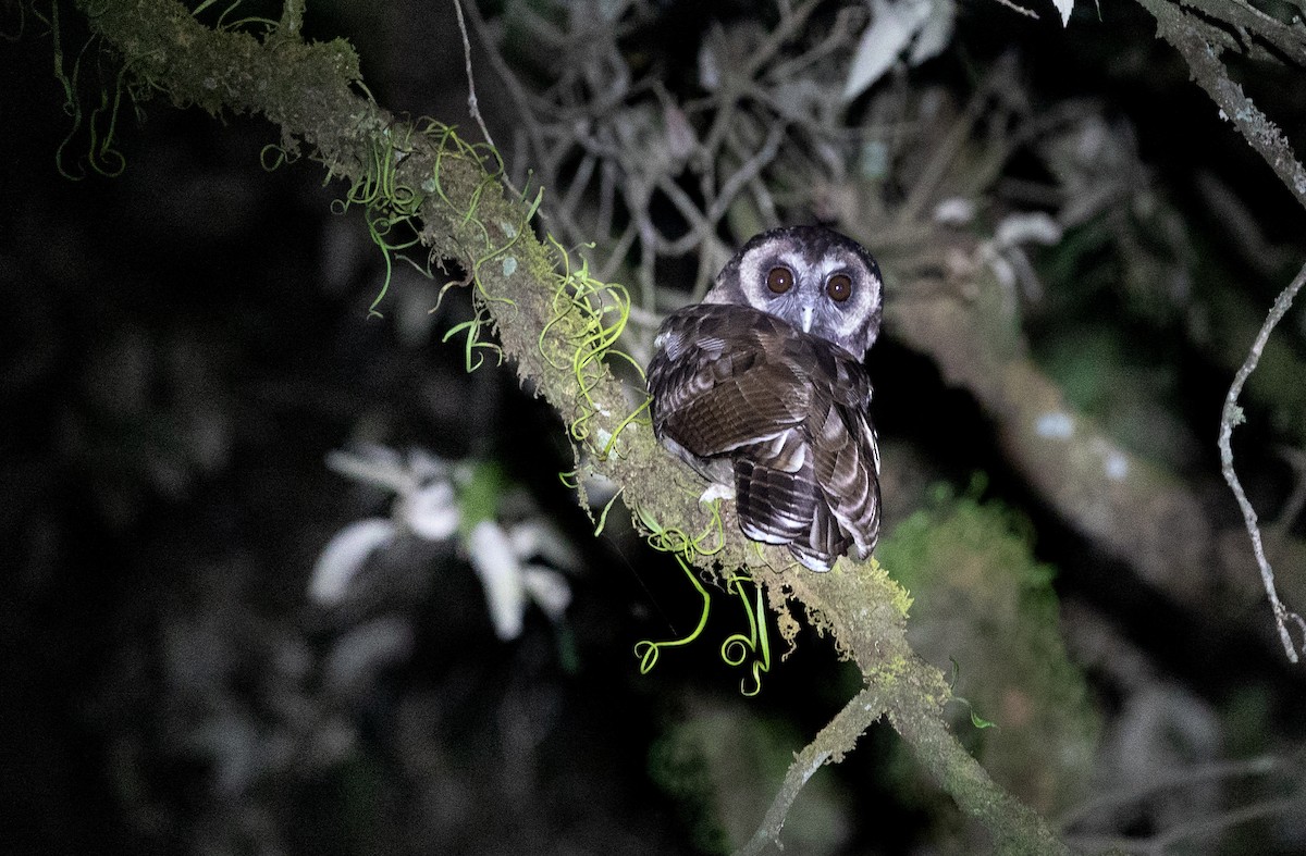 Brown Wood-Owl - ML353064881