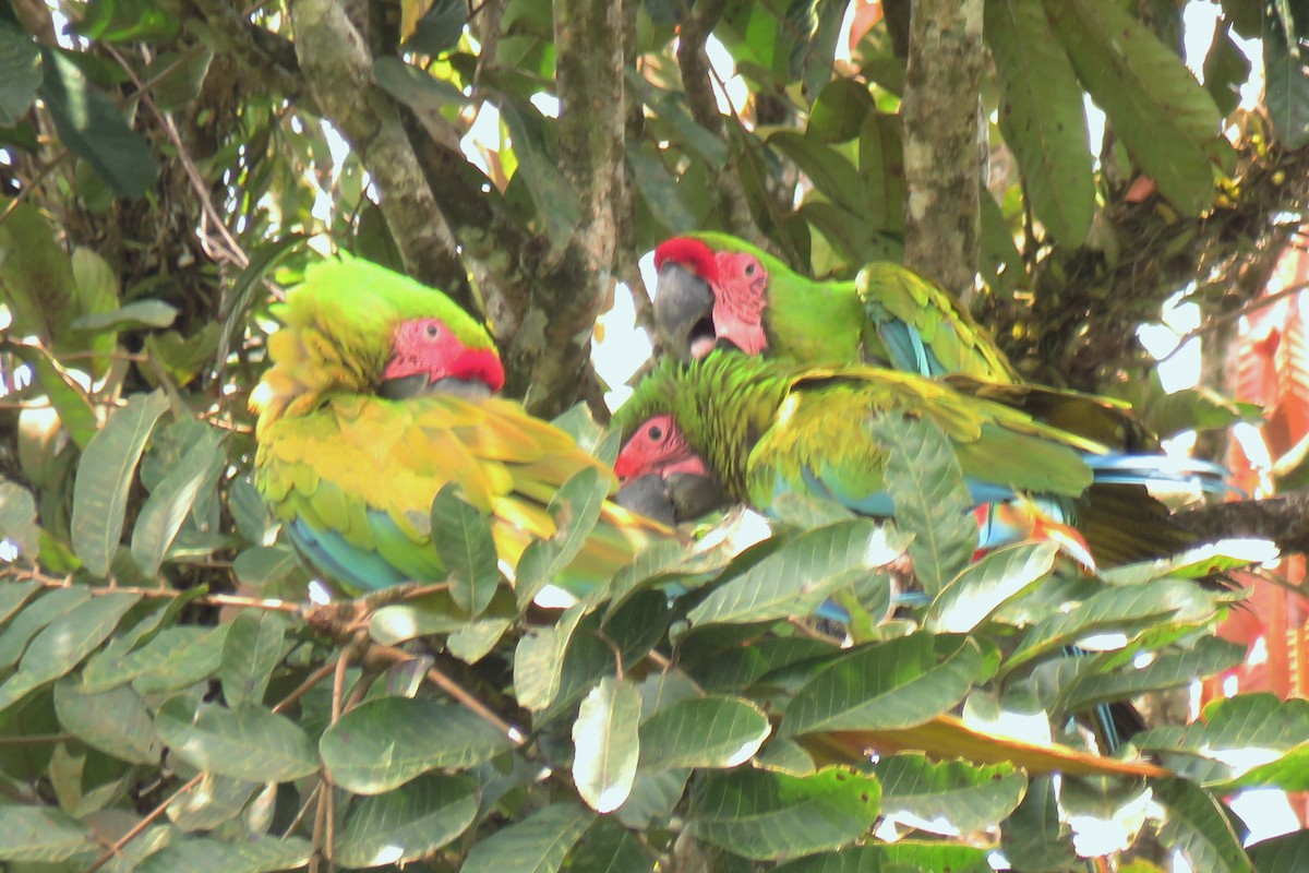 Great Green Macaw - Raimond Vargas V
