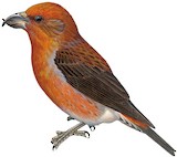 Cassia Crossbill Illustration