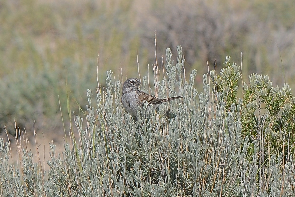 Sagebrush Sparrow - ML353067921