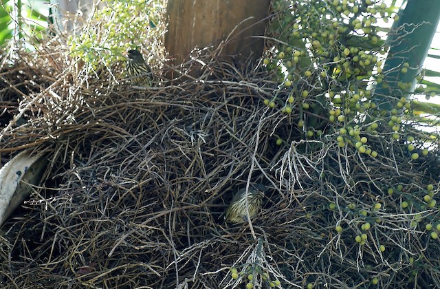 Bird manipulating a twig at nest. - Palmchat - 