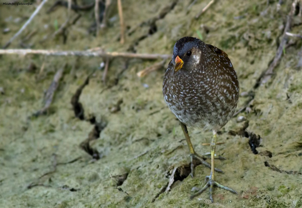 Spotted Crake - ML35307441