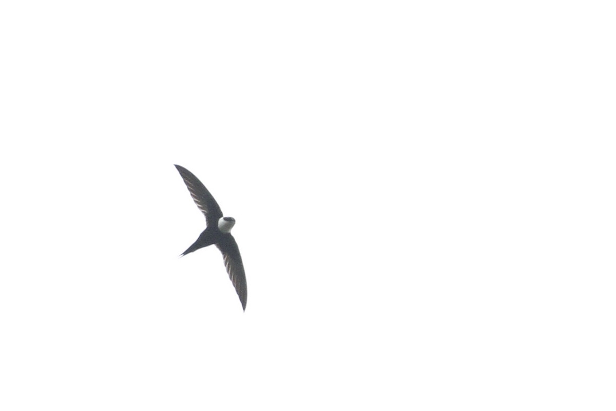 Lesser Swallow-tailed Swift - Michele Viganò