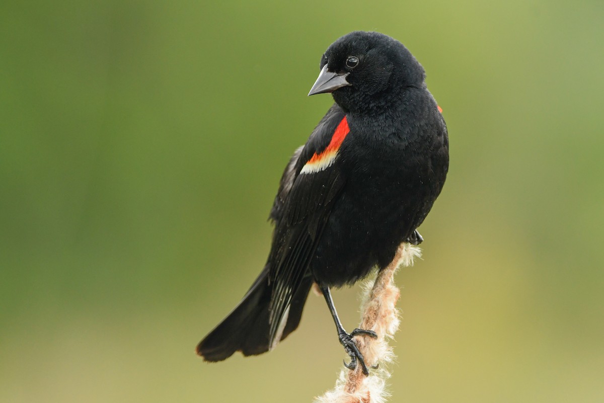Red-winged Blackbird - ML353079551
