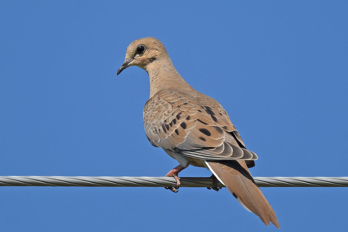 Mourning Dove - Chris Rees