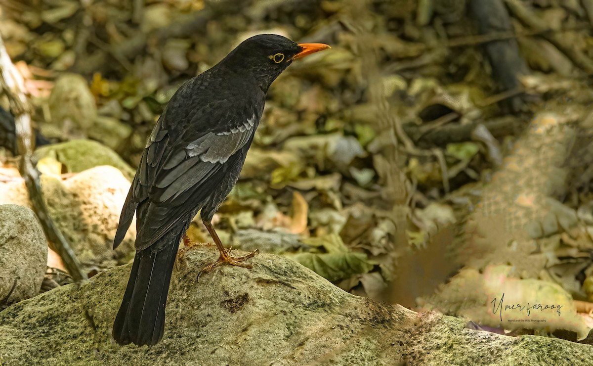 Gray-winged Blackbird - Umer Farooq(World and the Wild Team)