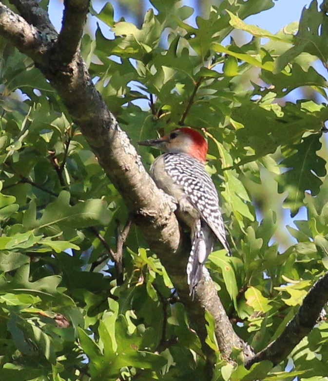 Red-bellied Woodpecker - ML35308561