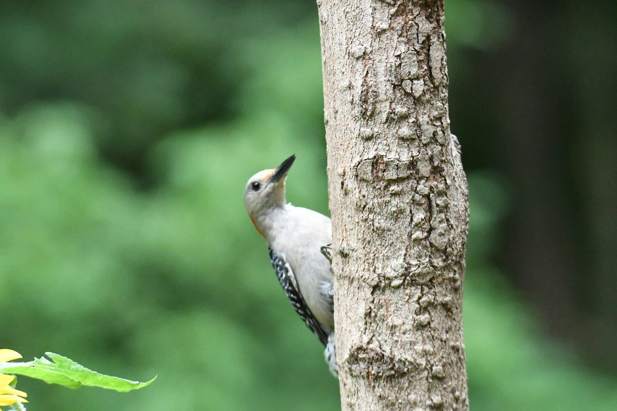 Red-bellied Woodpecker - Ezekiel Dobson