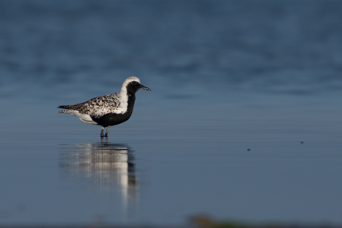 Black-bellied Plover - Alicia Ambers
