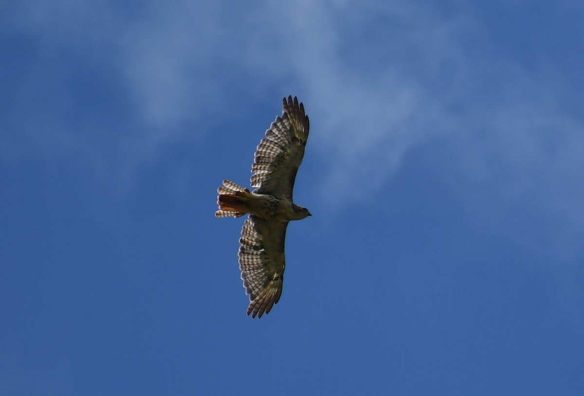 Red-tailed Hawk - Susie Reddy
