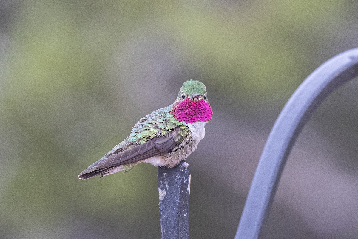 Broad-tailed Hummingbird - ML353102341