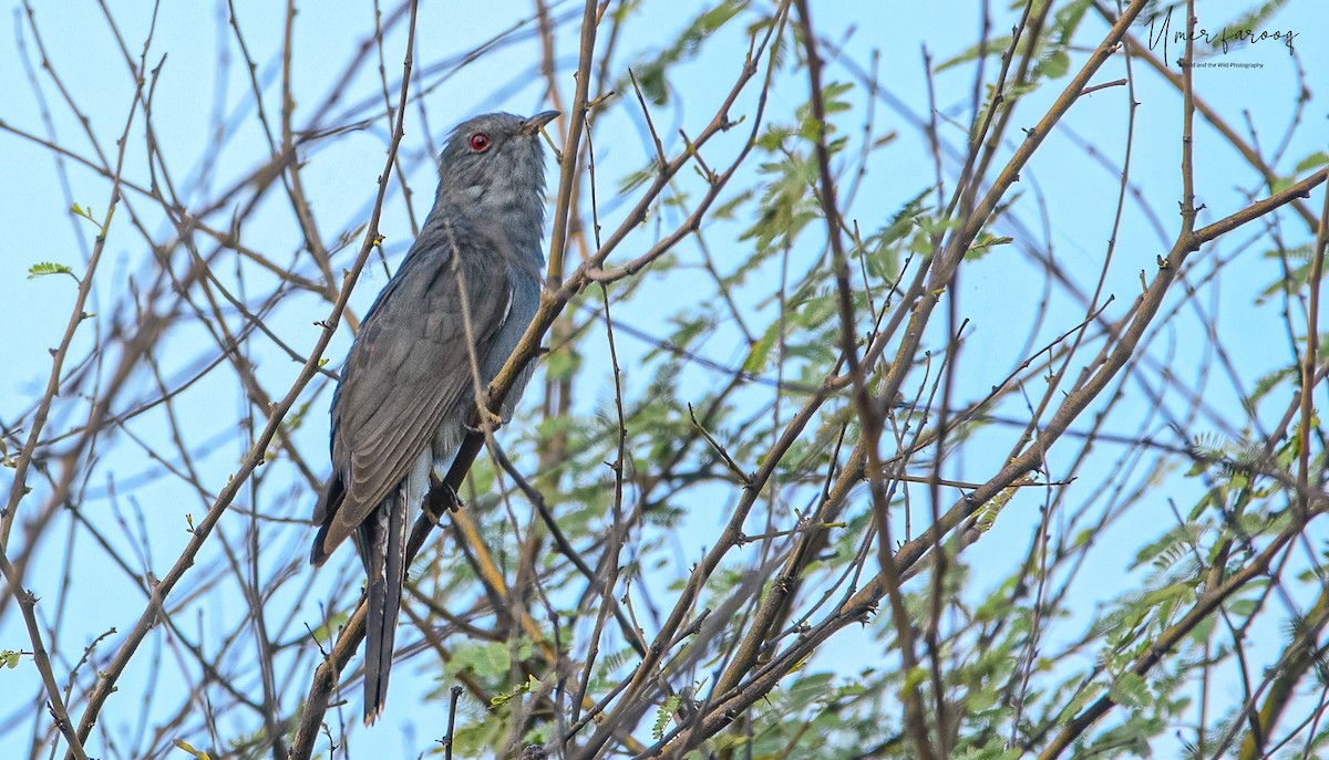 Gray-bellied Cuckoo - Umer Farooq(World and the Wild Team)