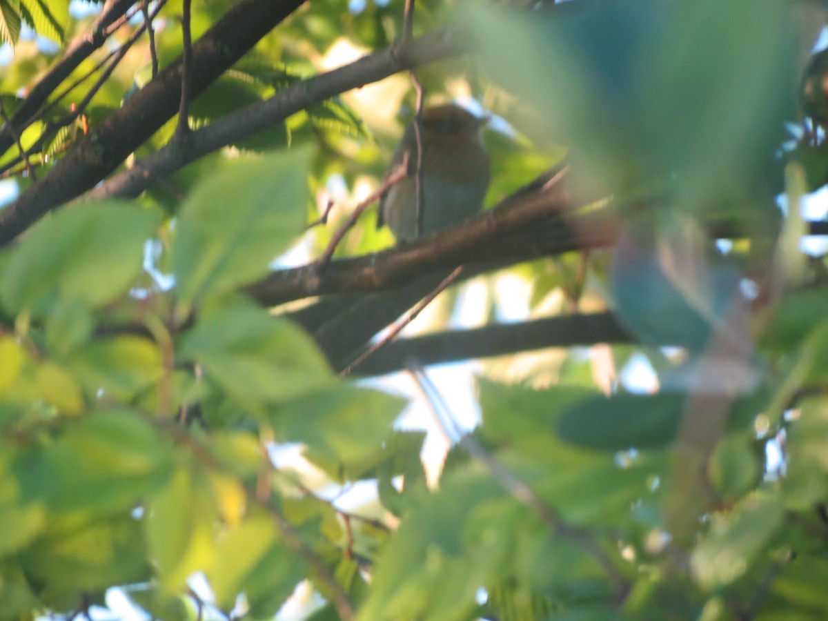 Nelson's Sparrow - Birders of Lake Park Milwaukee Wisconsin