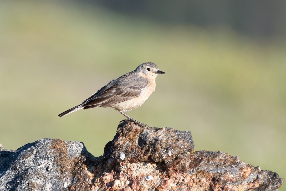 American Pipit - Kevin Pero
