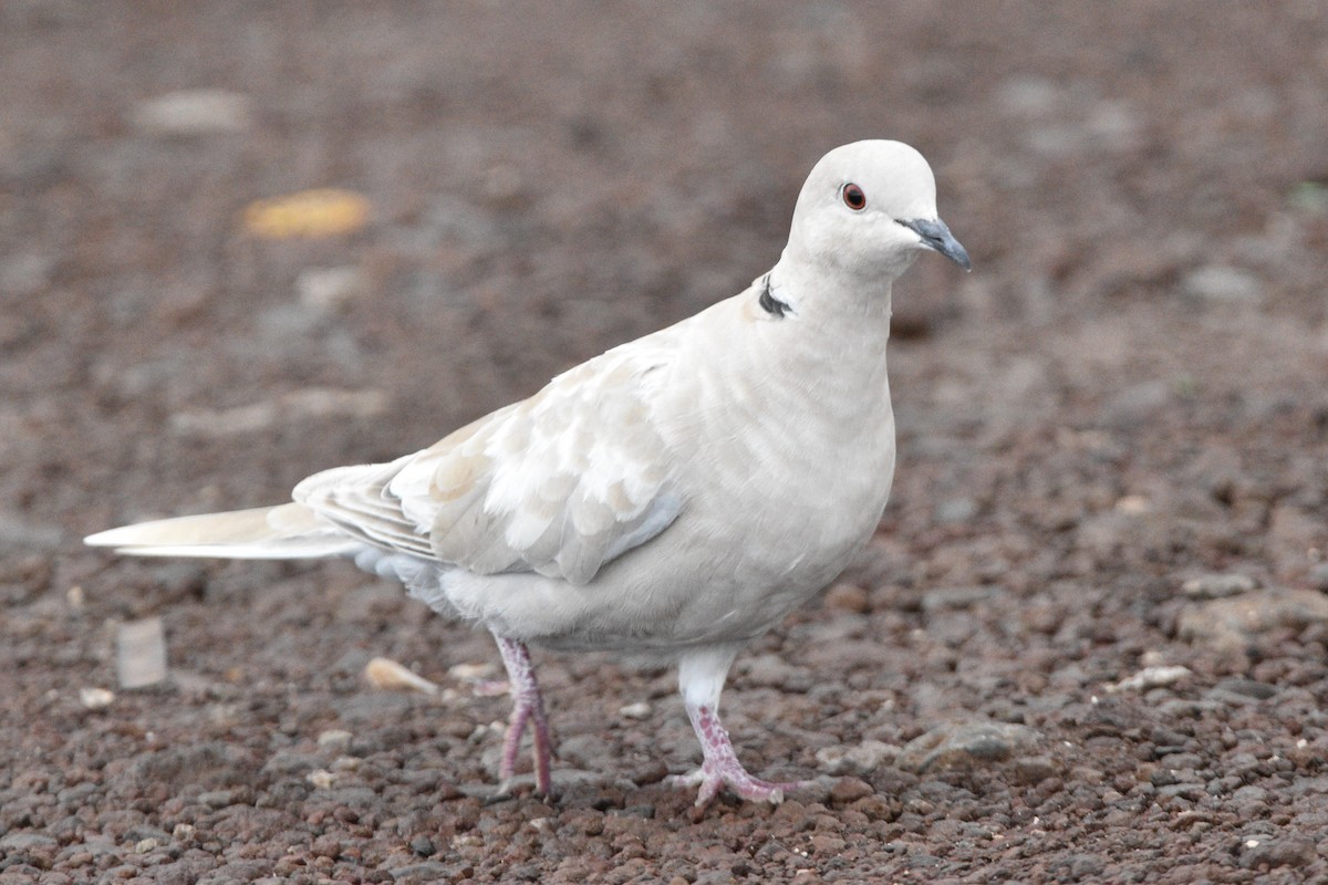 African Collared-Dove - ML353114391