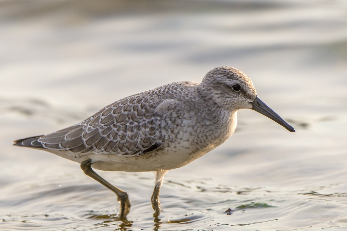 Red Knot - ML35311611