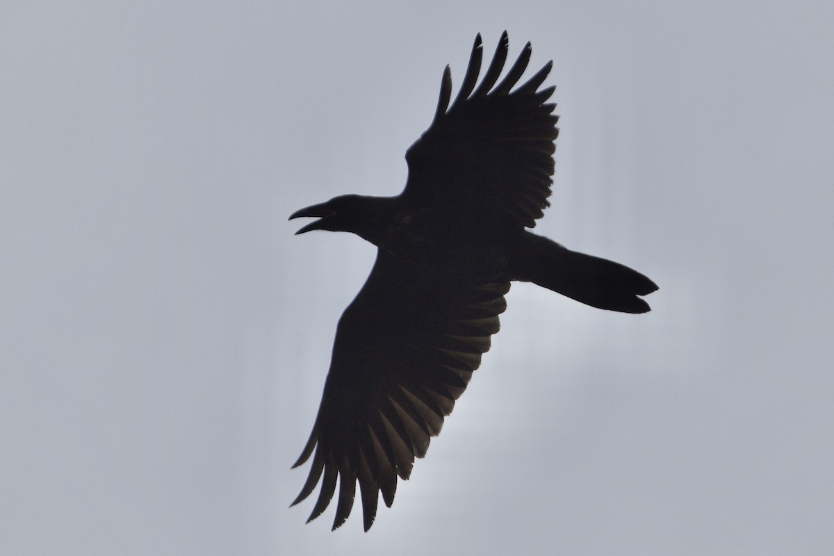 Common Raven - ML353116171