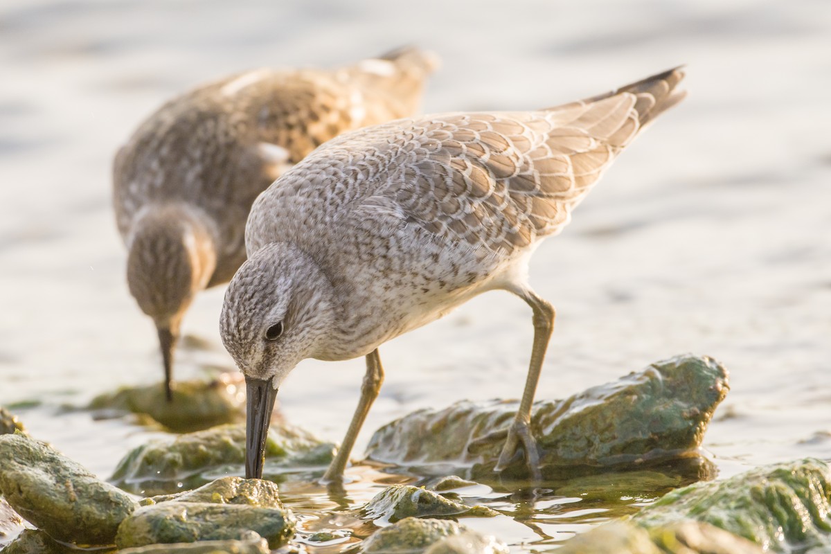 Red Knot - ML35311651