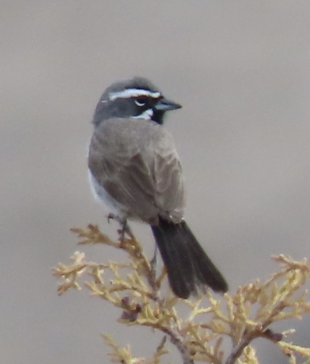 Black-throated Sparrow - ML353117851