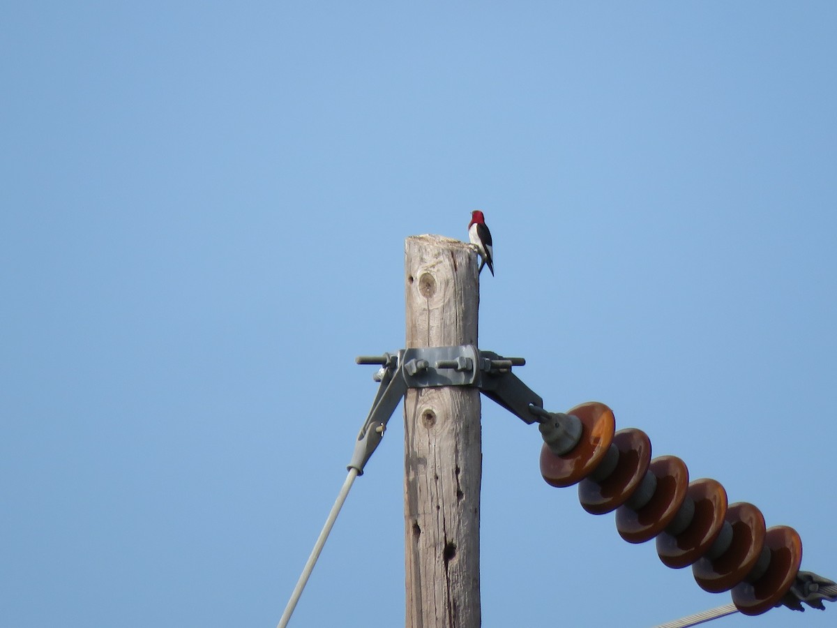 Red-headed Woodpecker - Anthony  Hewetson