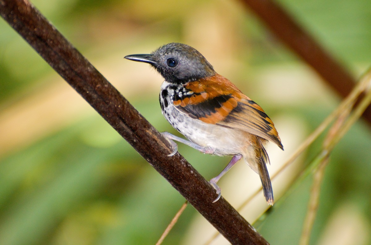 Spotted Antbird - ML35313301