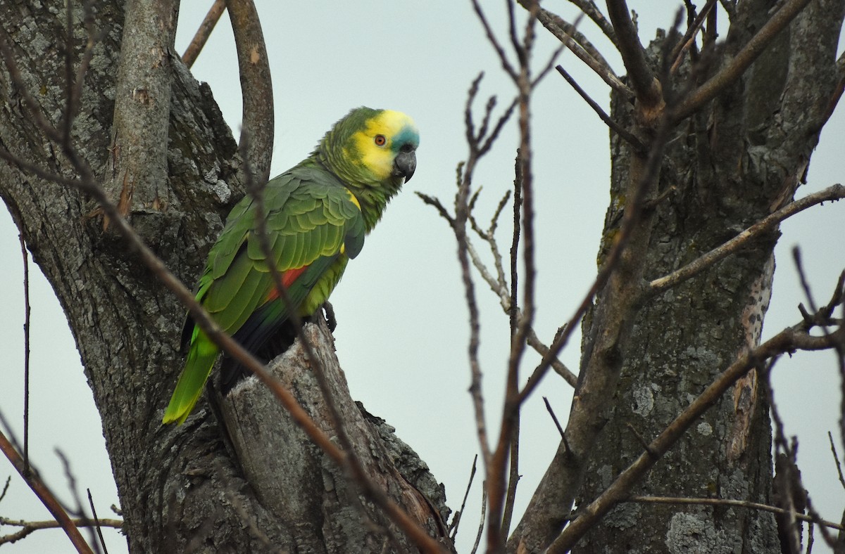Turquoise-fronted Parrot - ML353133851