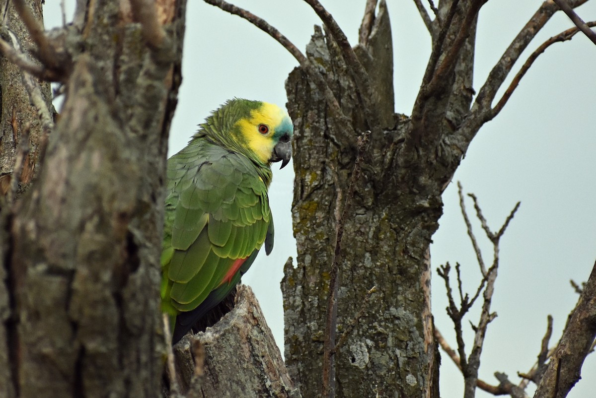 Turquoise-fronted Parrot - ML353134811