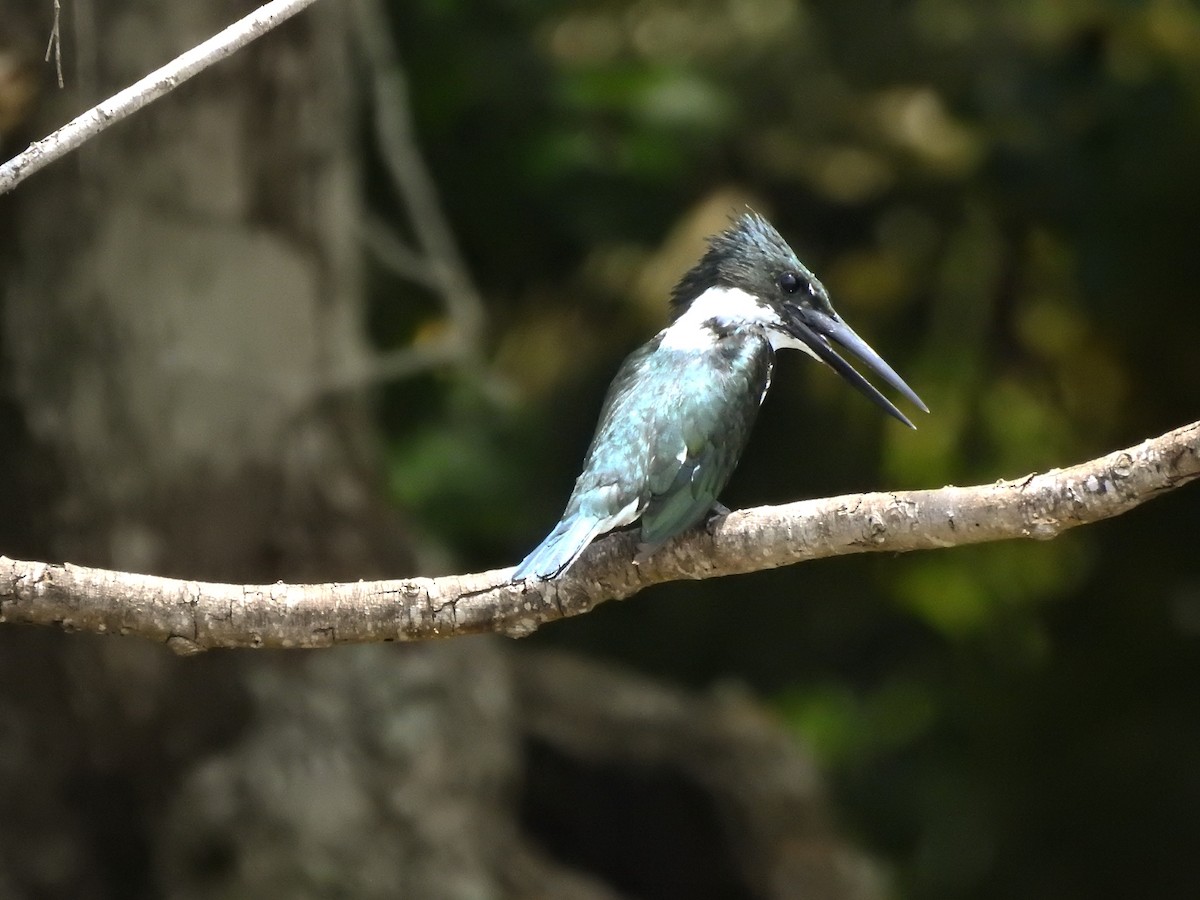 Amazon Kingfisher - Roberto Medina