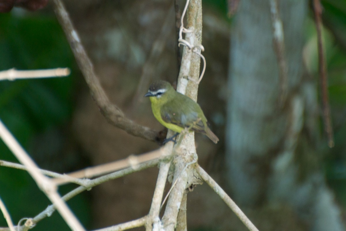Brown-capped Tyrannulet - ML35313941