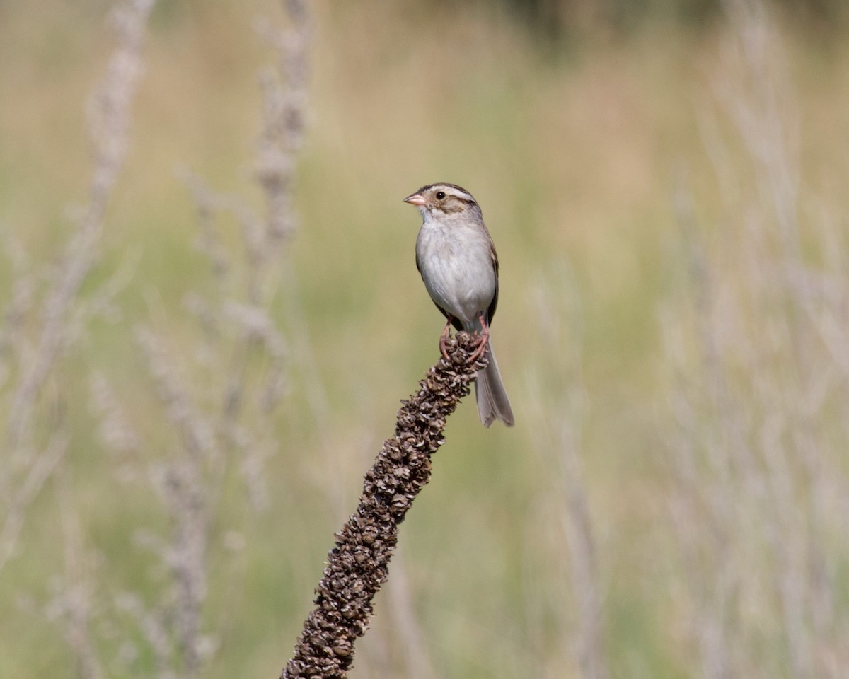 Clay-colored Sparrow - ML353152941