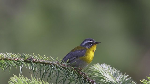 Crescent-chested Warbler - ML353153471