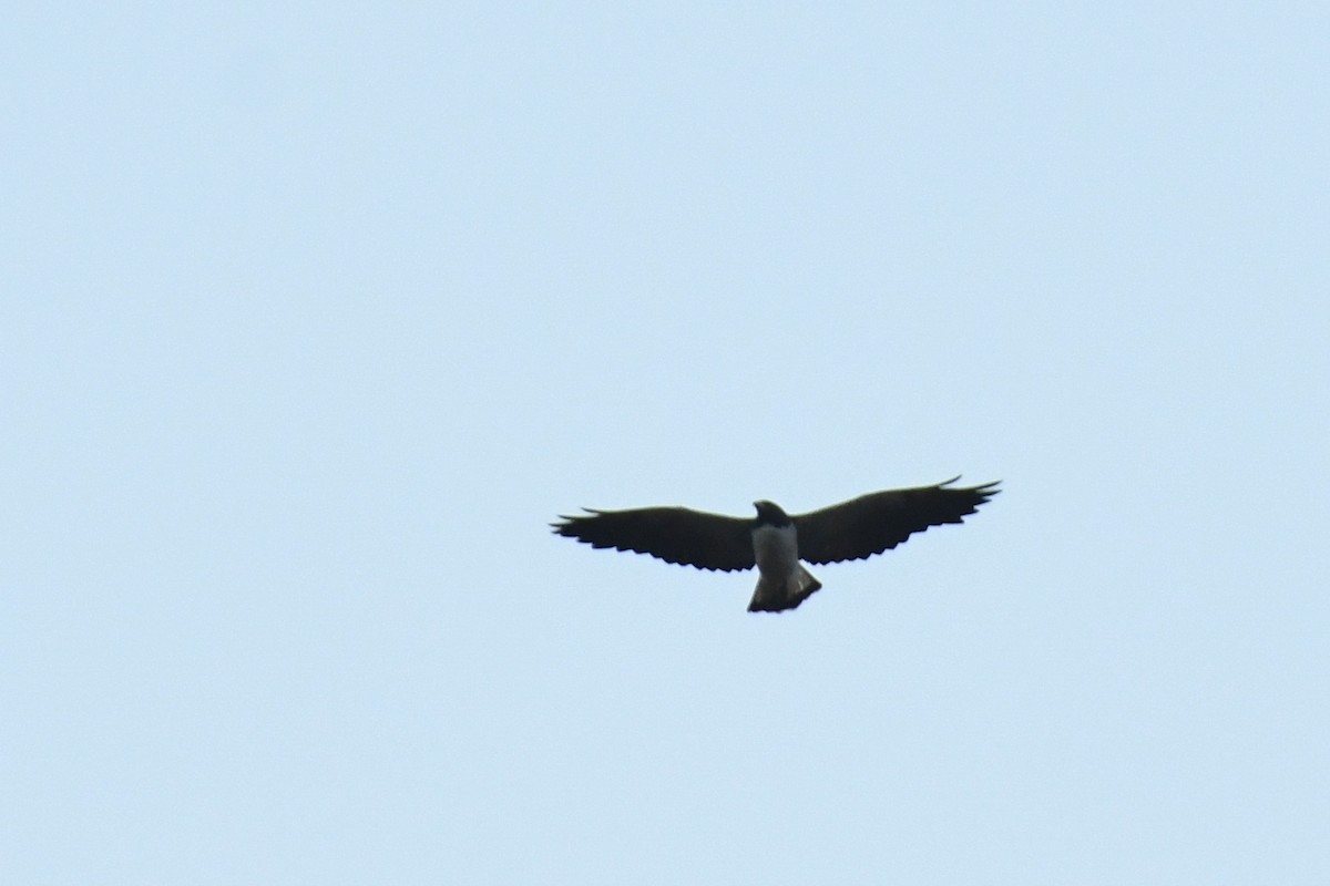 White-tailed Hawk - Moises Rodriguez