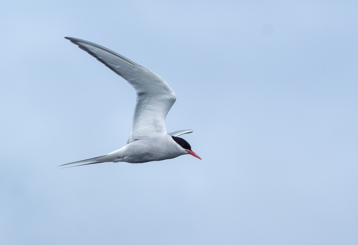 Arctic Tern - Forest Botial-Jarvis