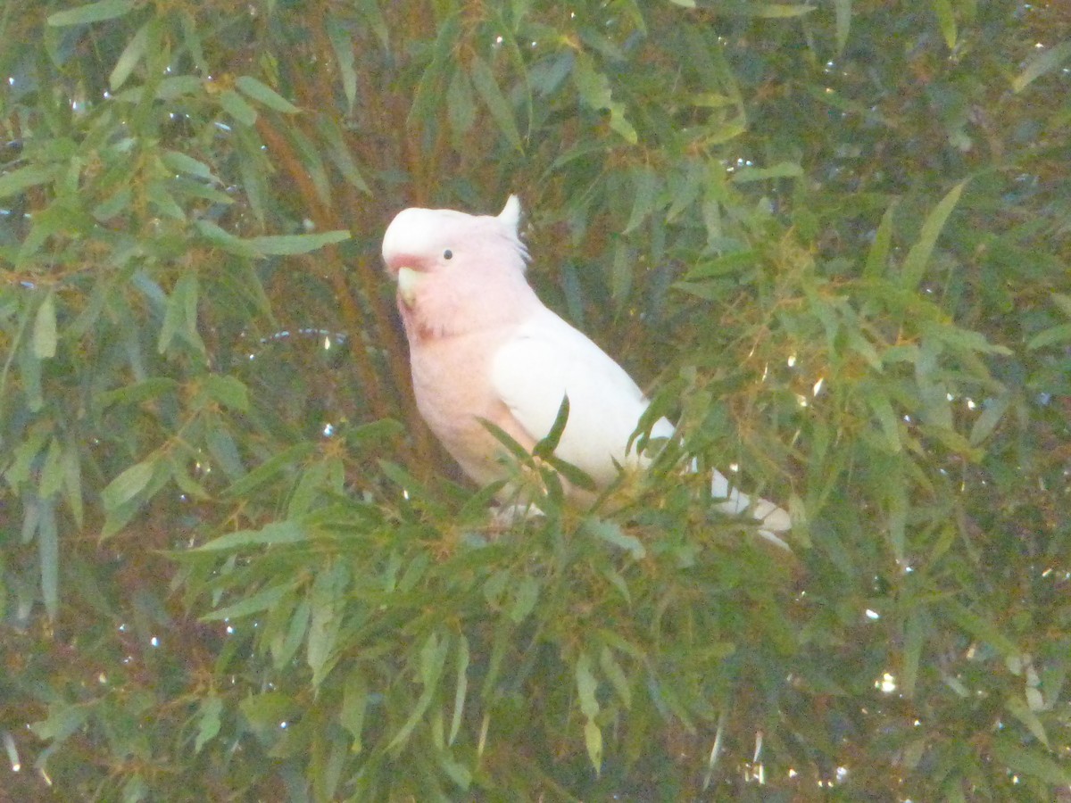 Pink Cockatoo - ML353163181