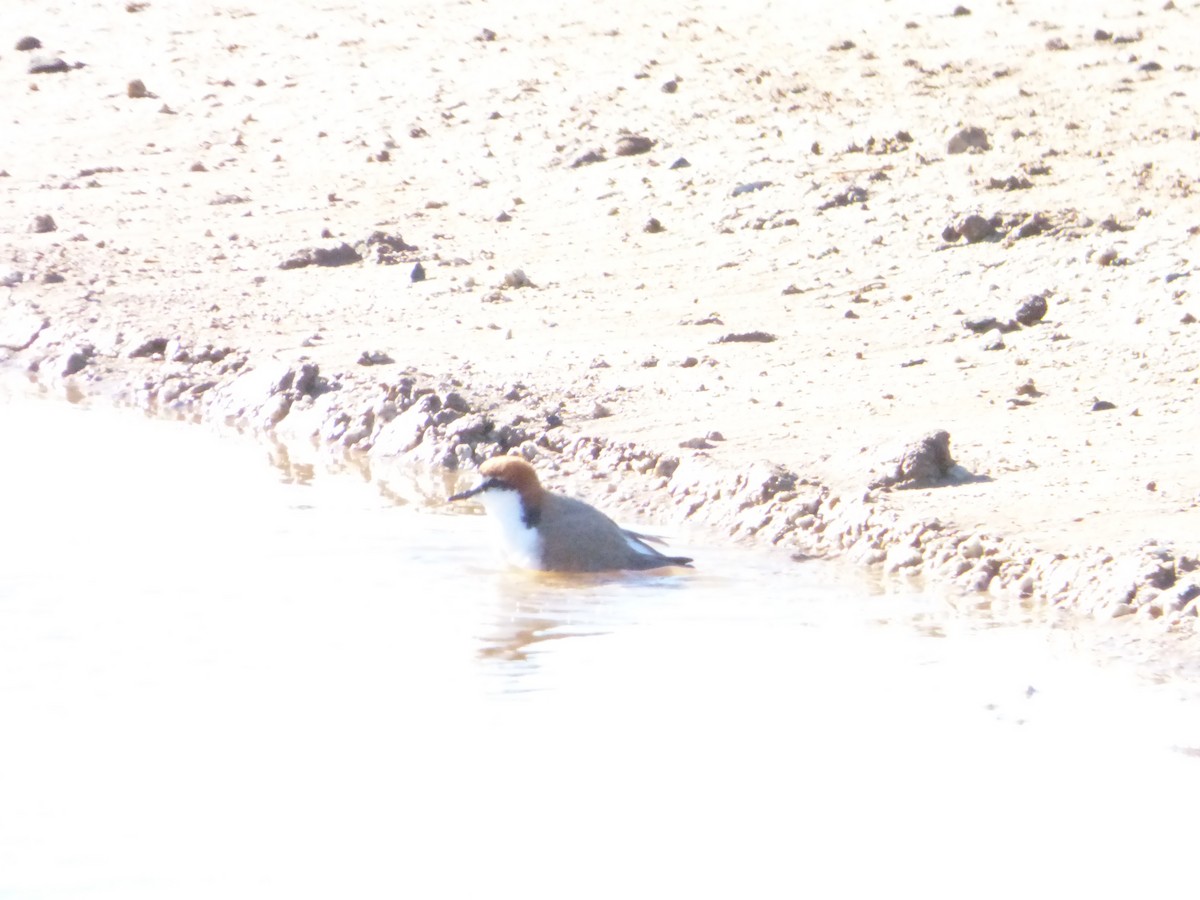 Red-capped Plover - ML353163381