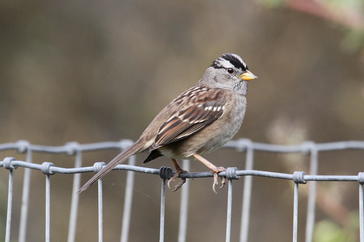 ML35316531 - White-crowned Sparrow - Macaulay Library